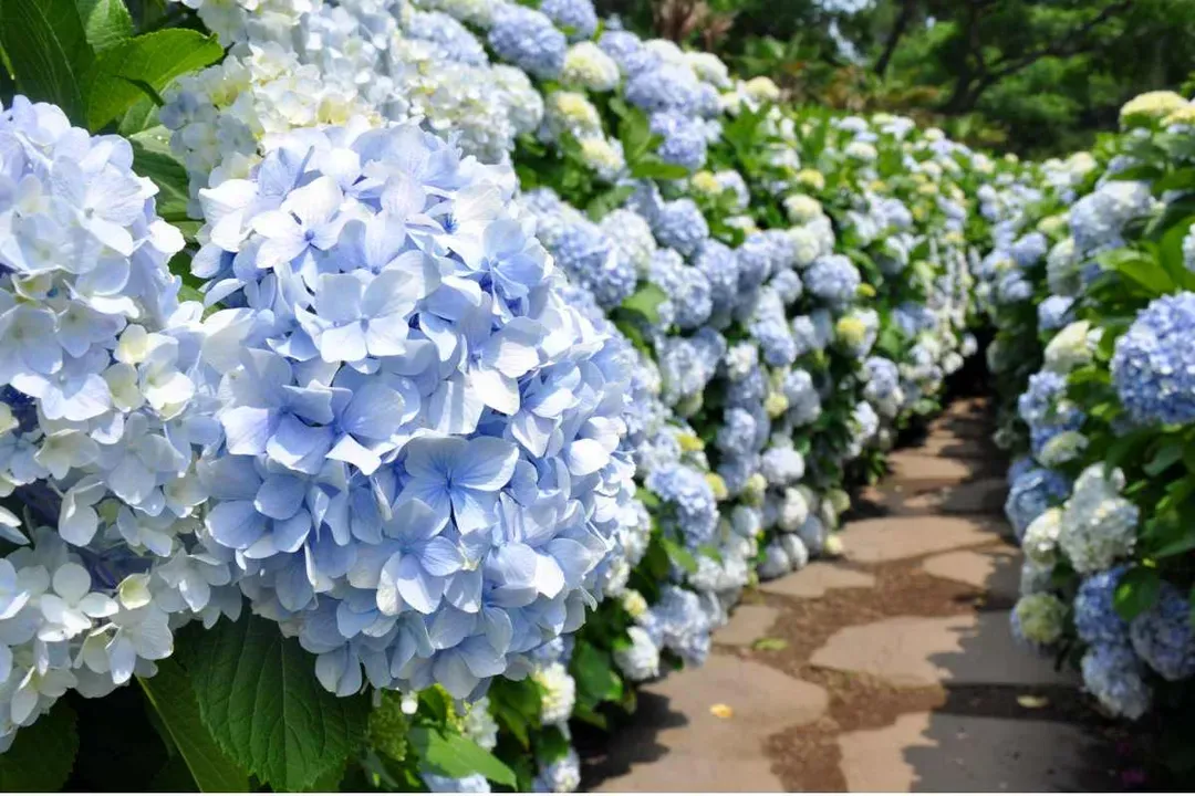 山茶花之丘