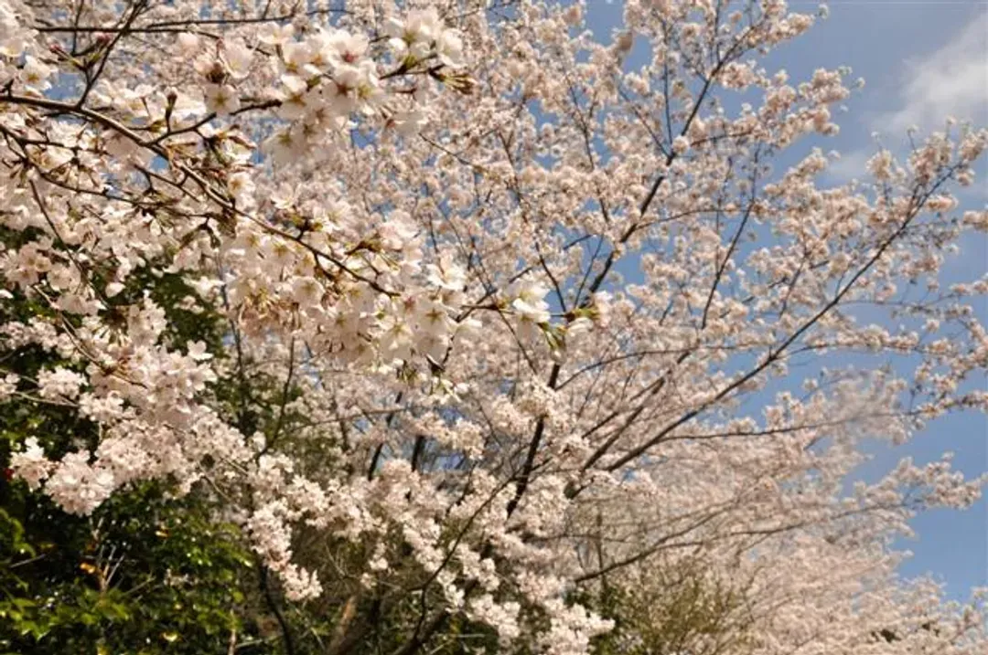 山茶花之丘
