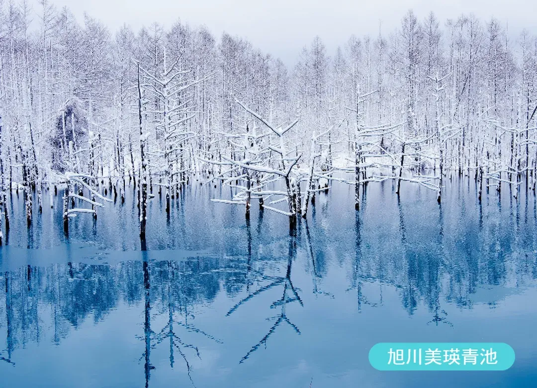 新年冬雪北海道5日.洞爺彩燈隧道.6合1雪上活動.雪白美瑛青池.札幌璀璨燈節.浪漫小樽運河.旭山動物園.熊牧場