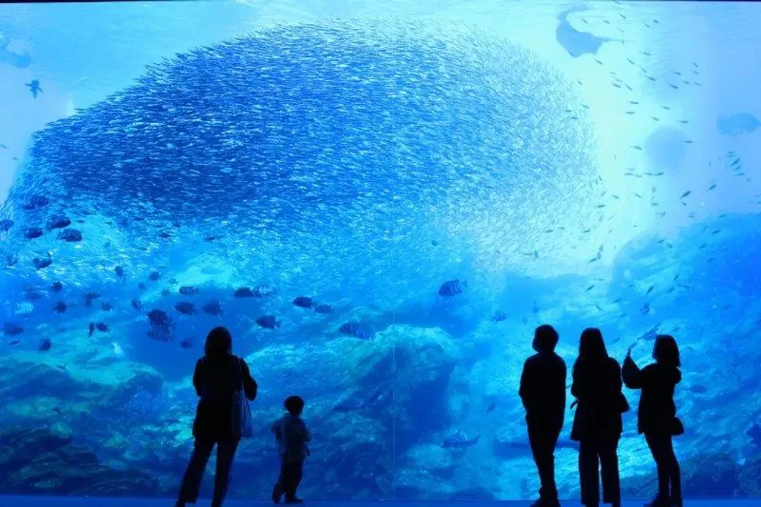 限量搶|東北旅遊~藏王樹冰纜車.仙台海洋森林水族館.狐狸村.銀山溫泉街.松島遊船.燒肉吃到飽.財運神社.半日自由逛五日