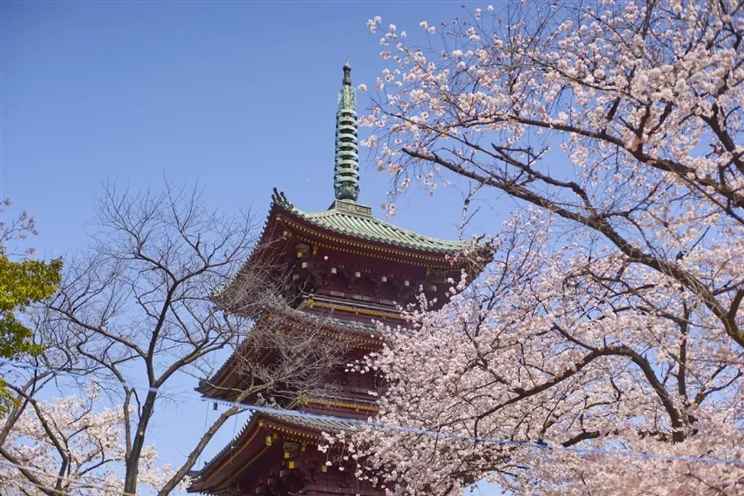 春櫻東京｜嚴選一晚東京飯店.賞櫻名所～小石川後樂園.小田原城.新倉山公園.山中湖遊船.晴空塔.敘敘苑燒肉五日｜二晚溫泉｜高雄來回