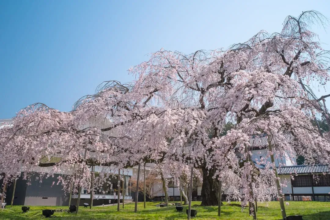 醍醐寺