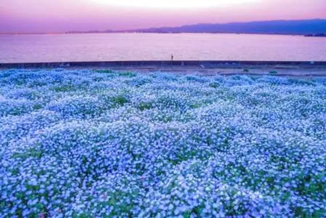 粉蝶花祭-舞洲粉蝶花祭(暫訂4/11～5/10開催)