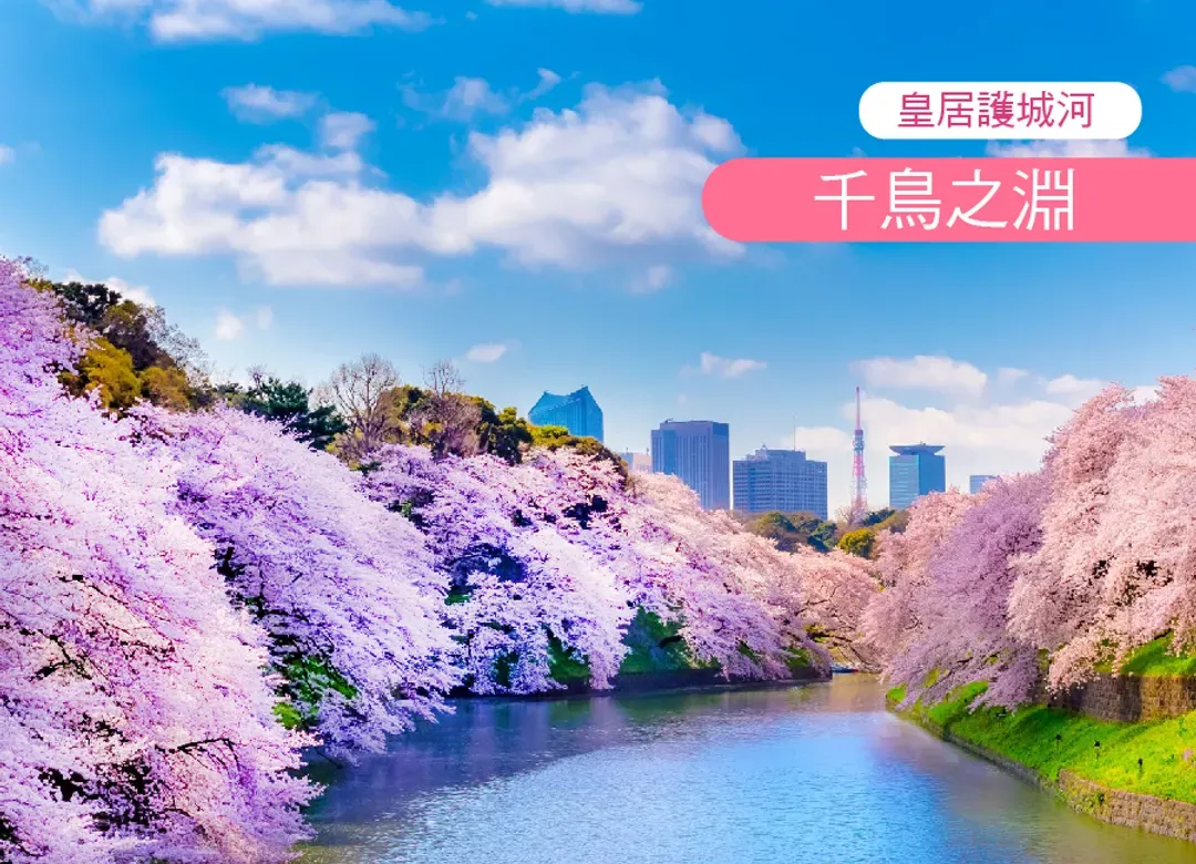 【櫻戀富士・東京限定】高雄直飛賞櫻6日.富士山櫻花大道.淺間神社.千鳥之淵.御殿場賞櫻.採草莓.敘敘苑燒肉.螃蟹吃到飽-6