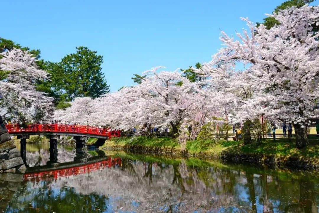 弘前城公園-日本櫻花百選