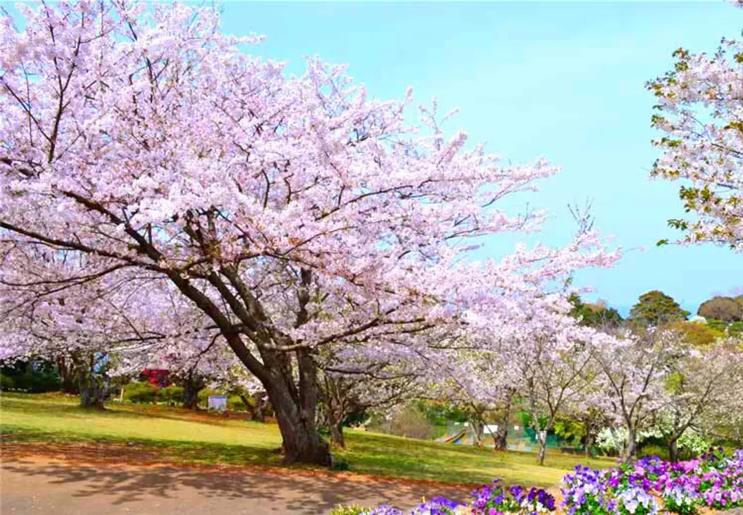 KHH櫻花戀九州～能古島櫻花季、高千穗水前寺、湯布院金鱗湖、兩晚住宿溫泉四日