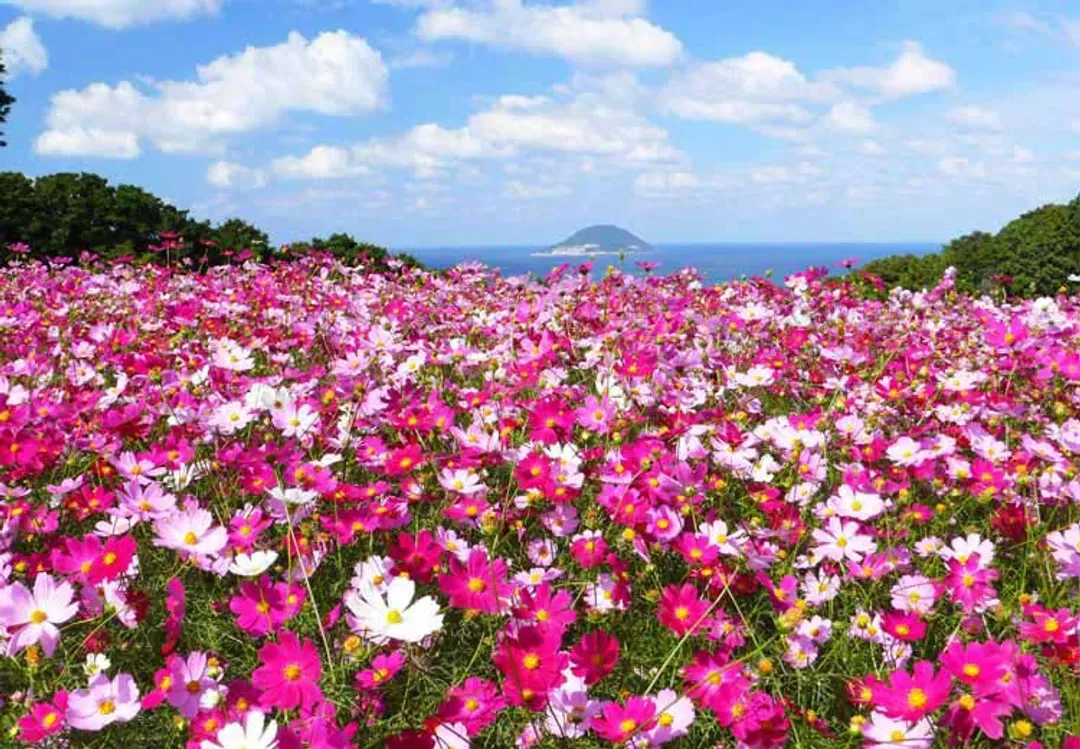 能古島(賞櫻；船程約10分鐘)