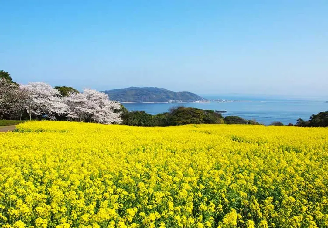 能古島(賞櫻；船程約10分鐘)