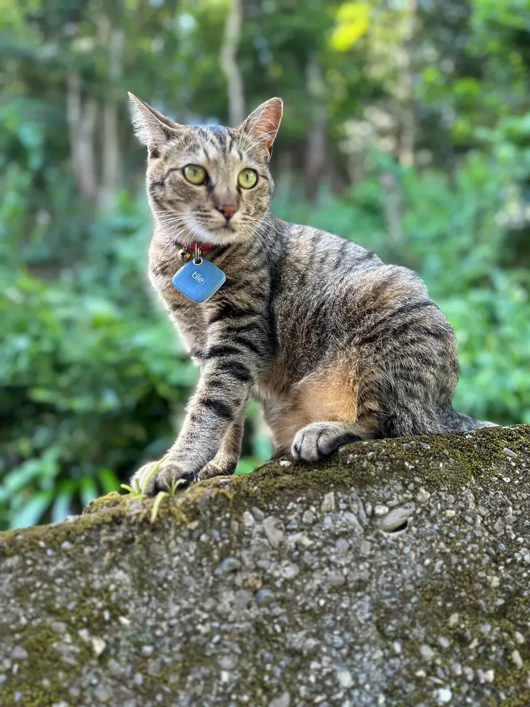偶にうろついてるうちの猫