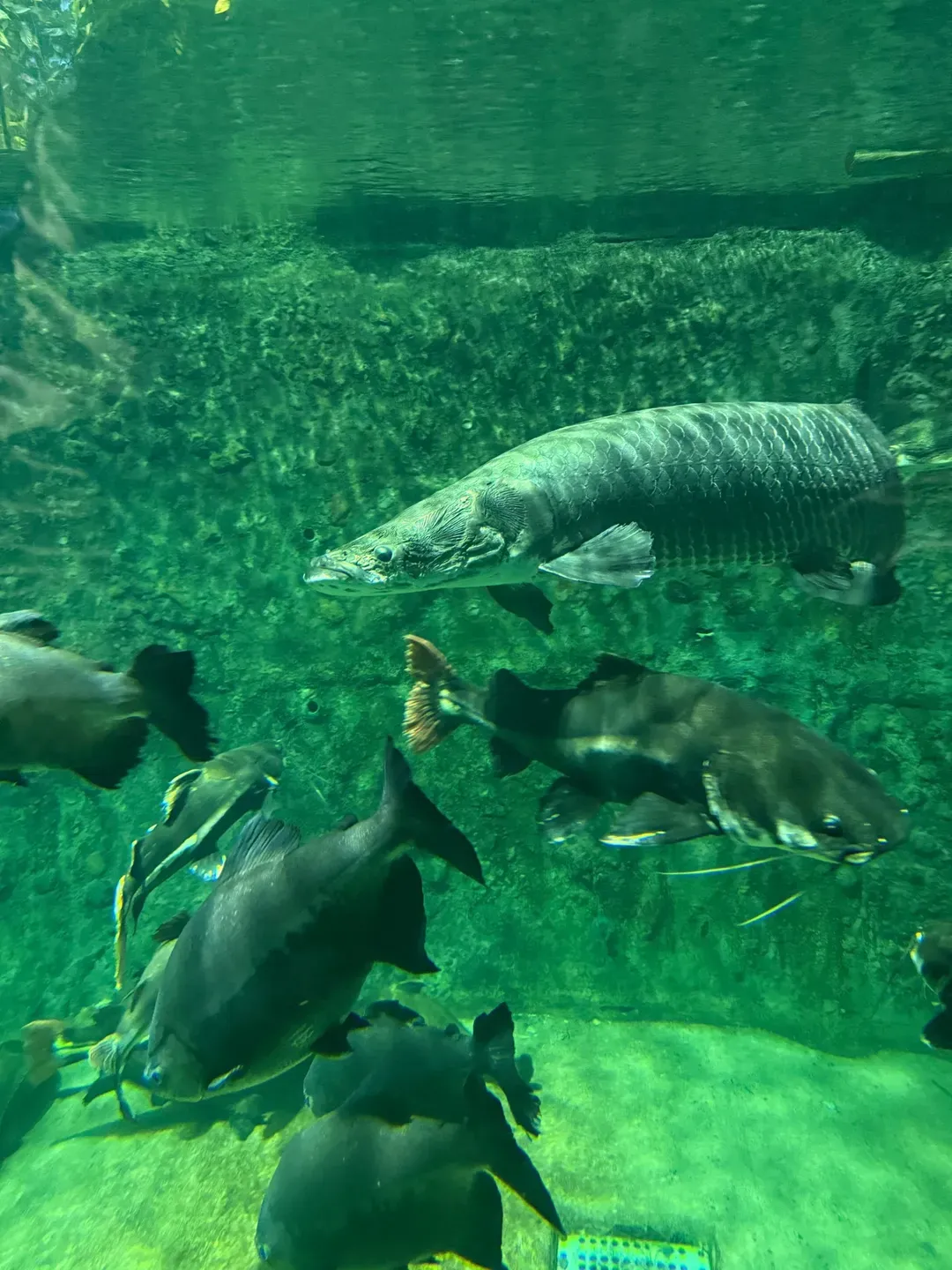 鳥羽水族館徒歩数分です