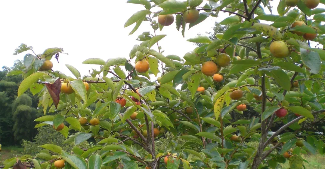柿农园