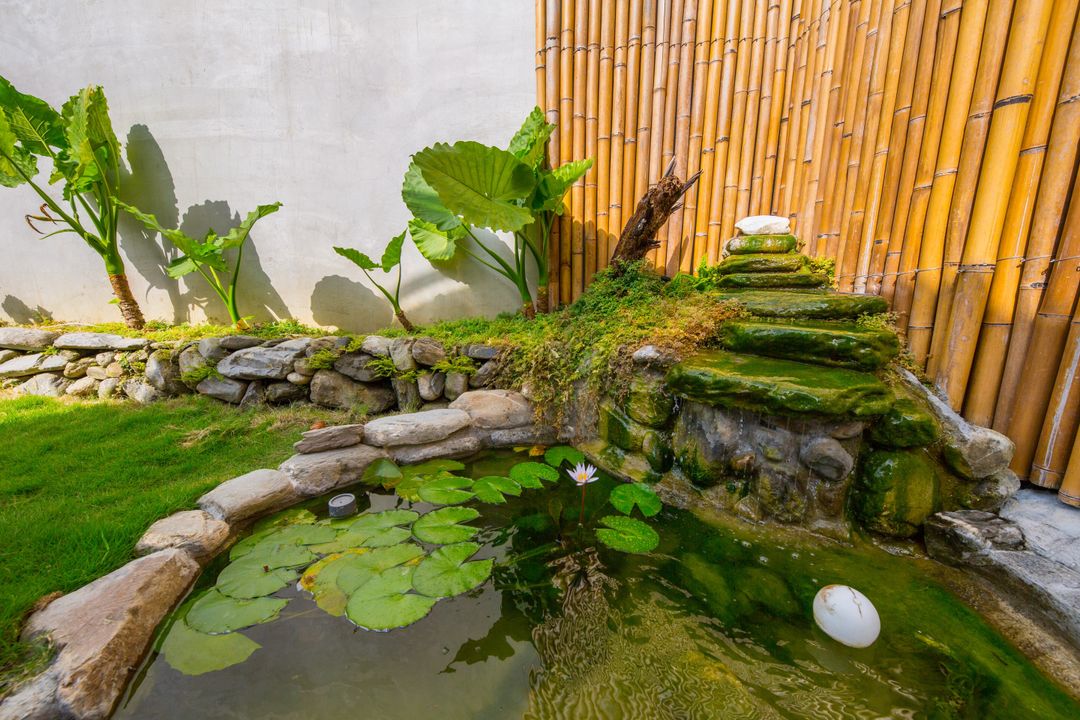 開門即見魚兒蓮池