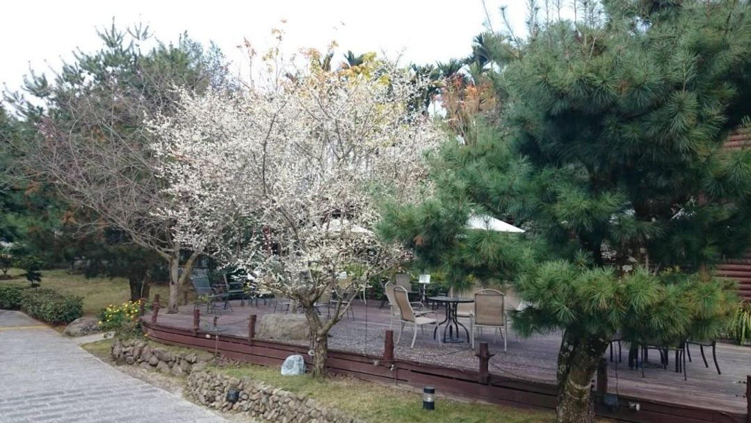 Sakura Villa