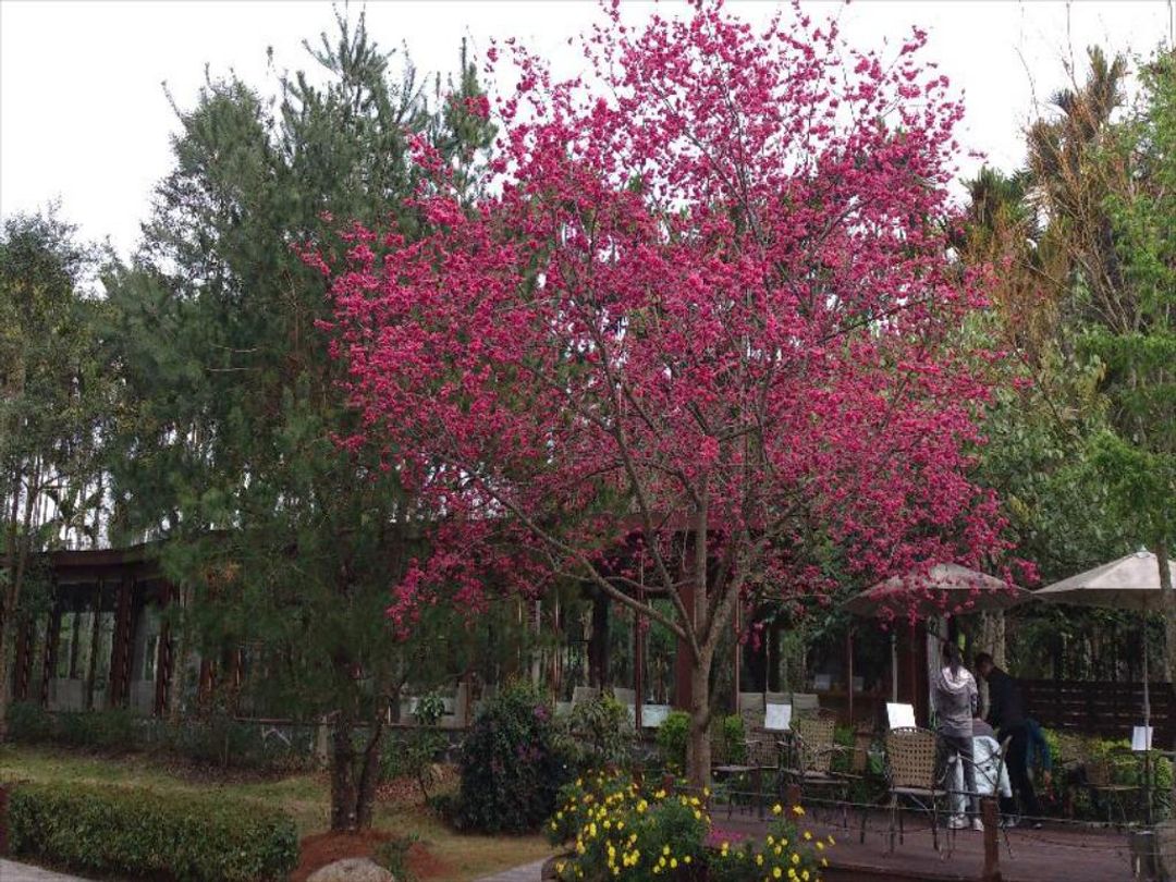 Sakura Villa