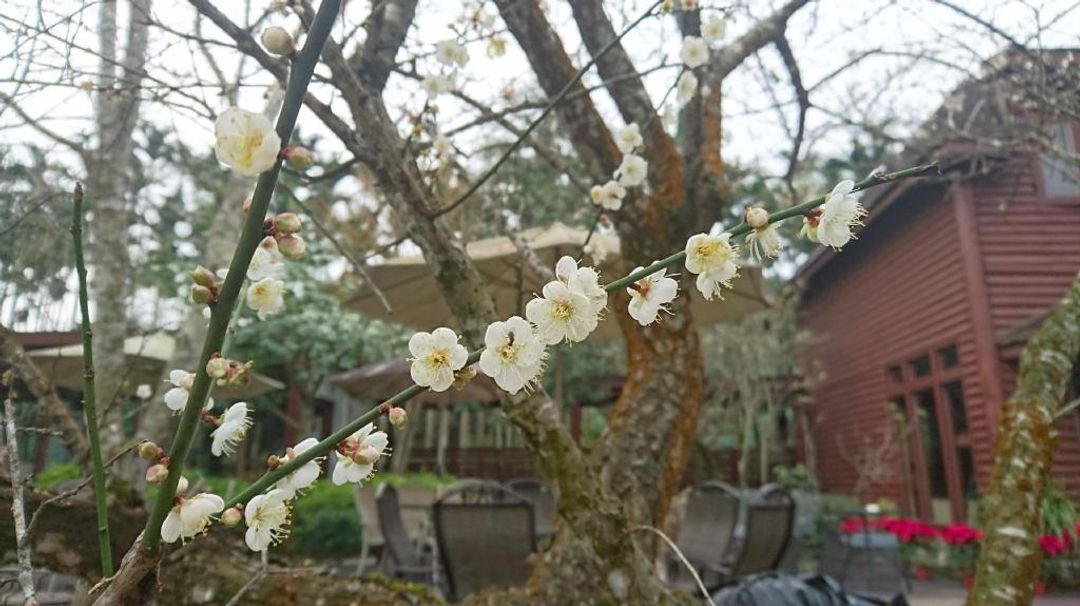 Sakura Villa