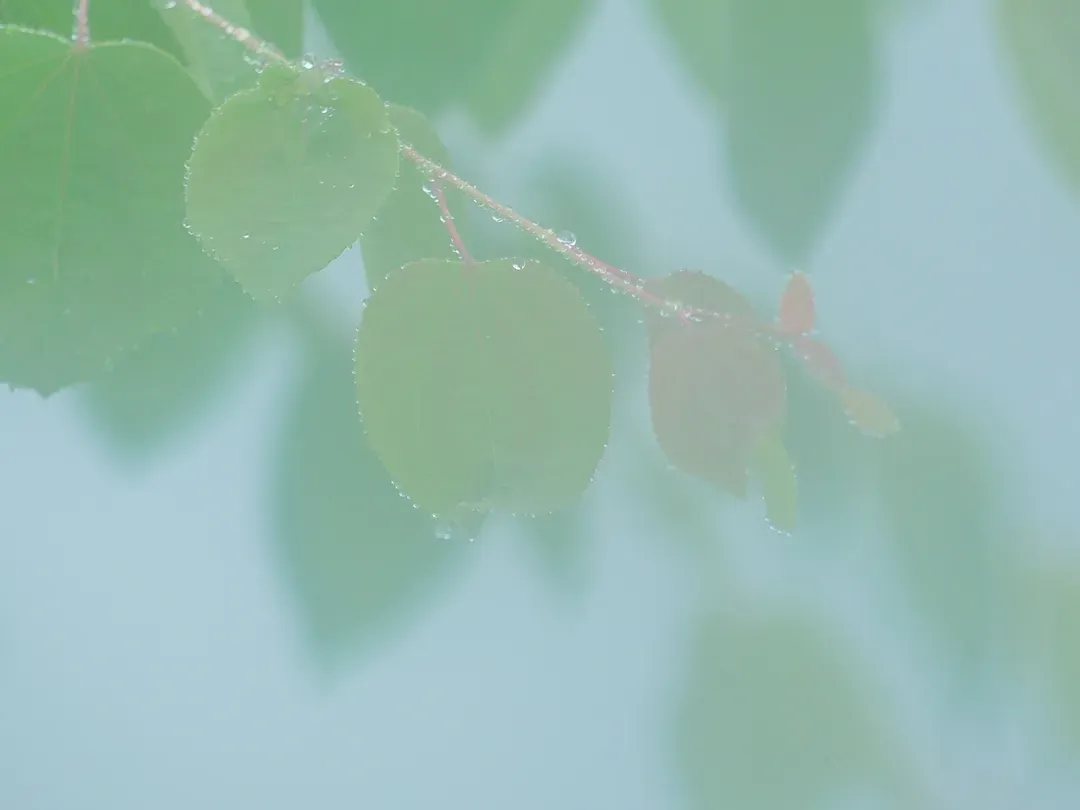森莊別墅-17