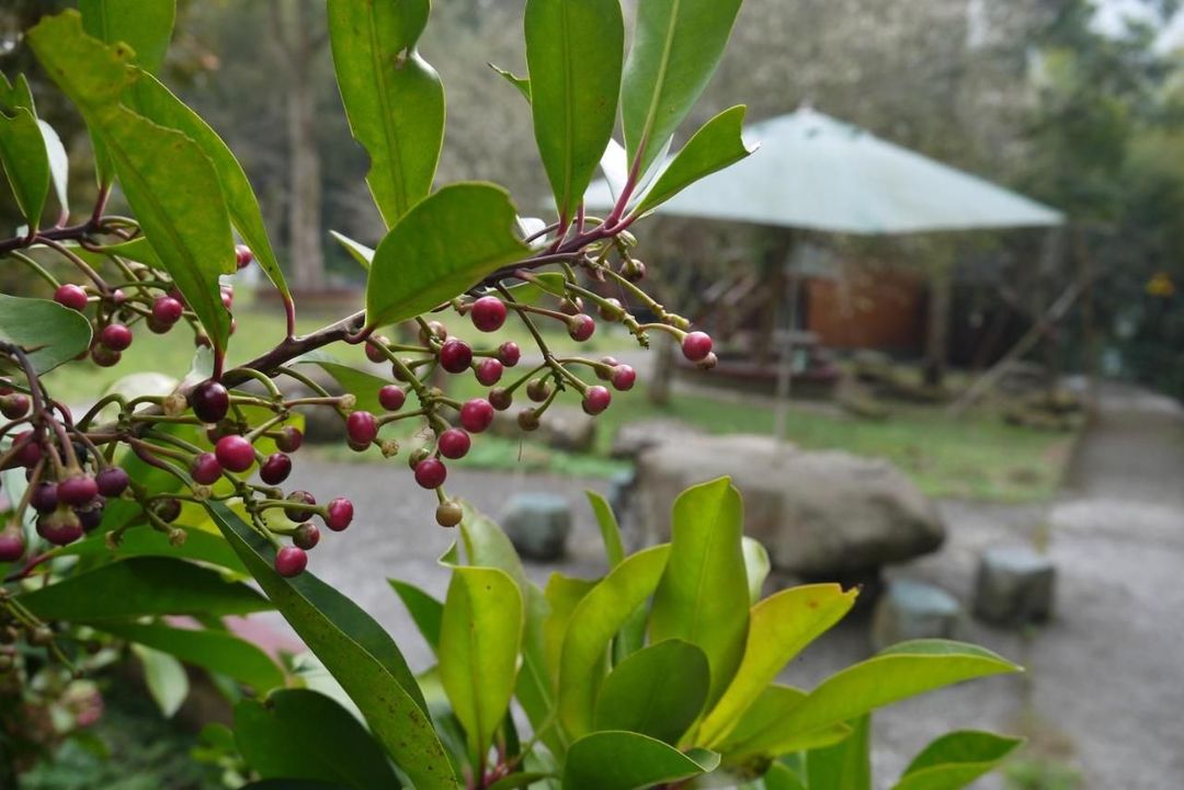 金台湾山庄 l 南投独立木屋房型 | 溪头仲夏萤火虫