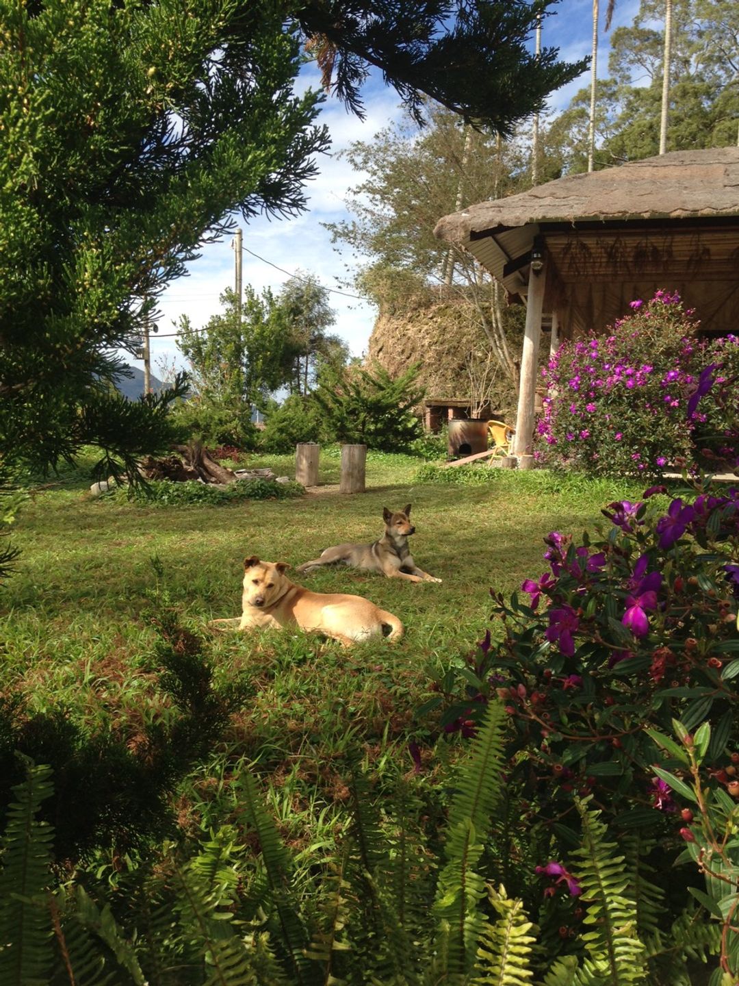 Doris Forest Homestay-11