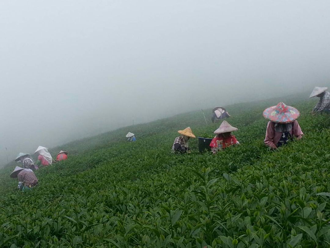Alishan Teahomestay-7