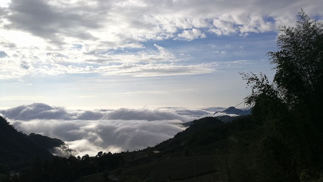 Alishan Teahomestay-3