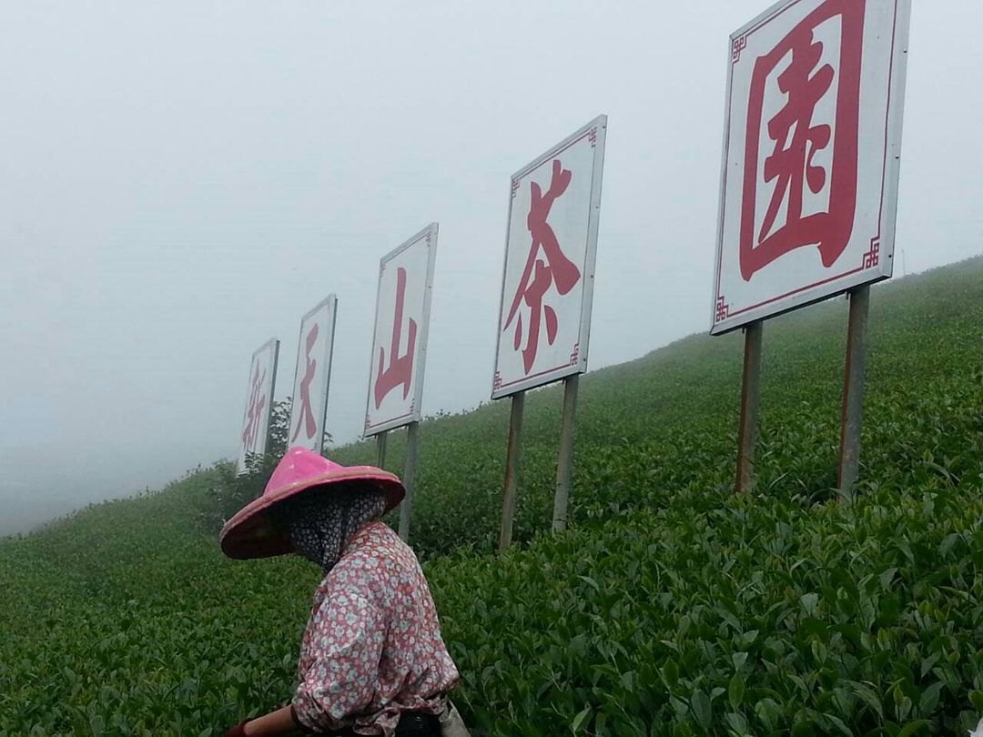 Alishan Teahomestay-6