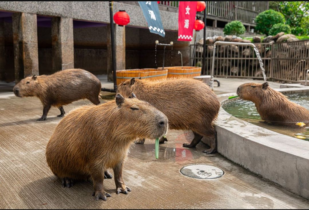 綠舞國際觀光飯店
