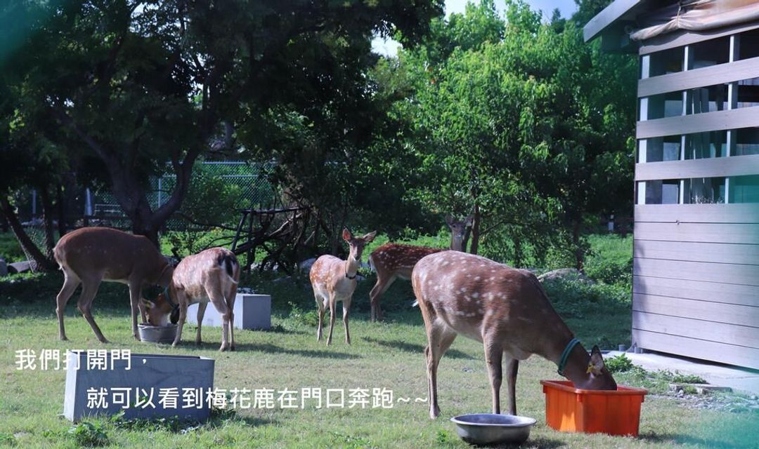 頌謙文旅 l 鹿港梅花鹿公園旁