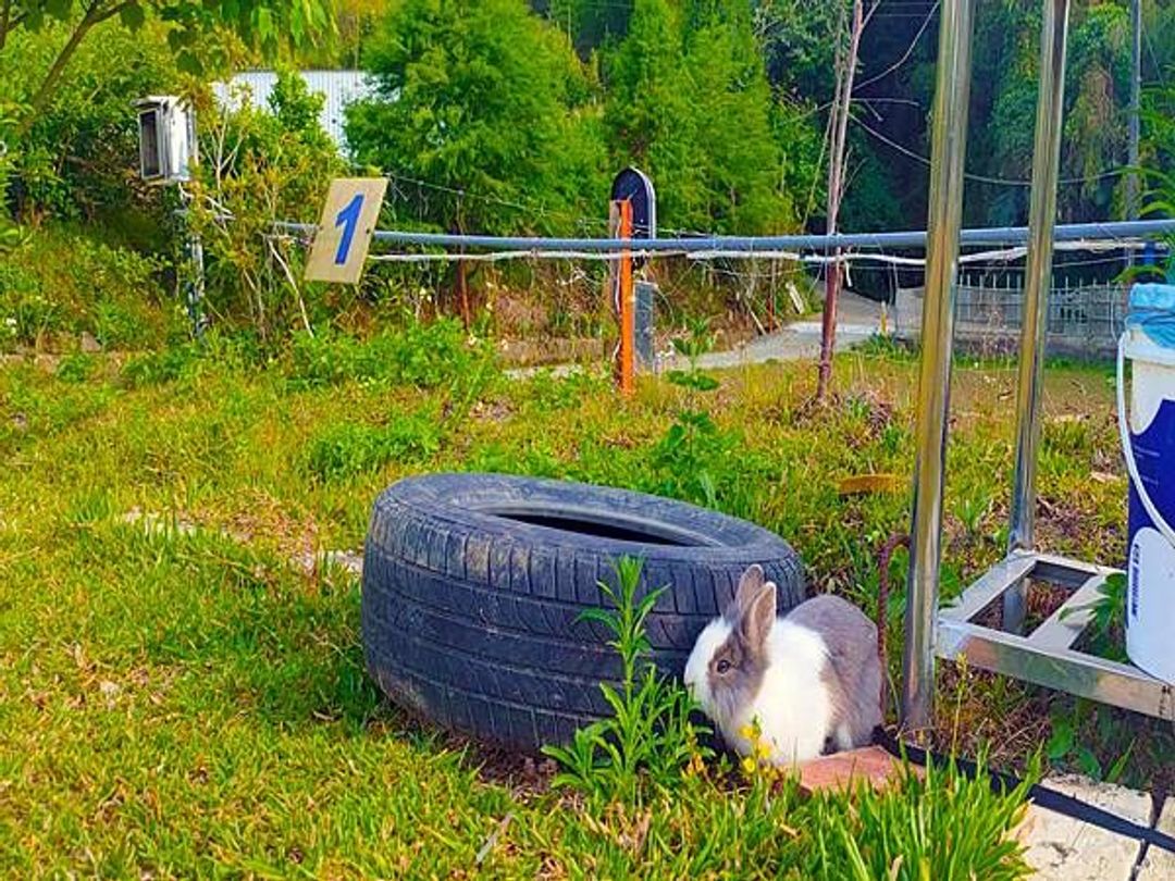 社寮角露營區｜採草莓、螢火蟲導覽-12