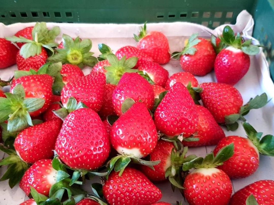 大湖採草莓,酸酸甜甜好好吃~