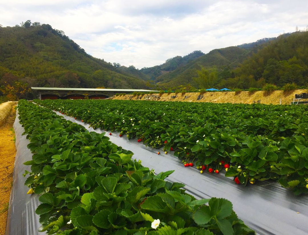 社寮角露營區｜採草莓、螢火蟲導覽-3