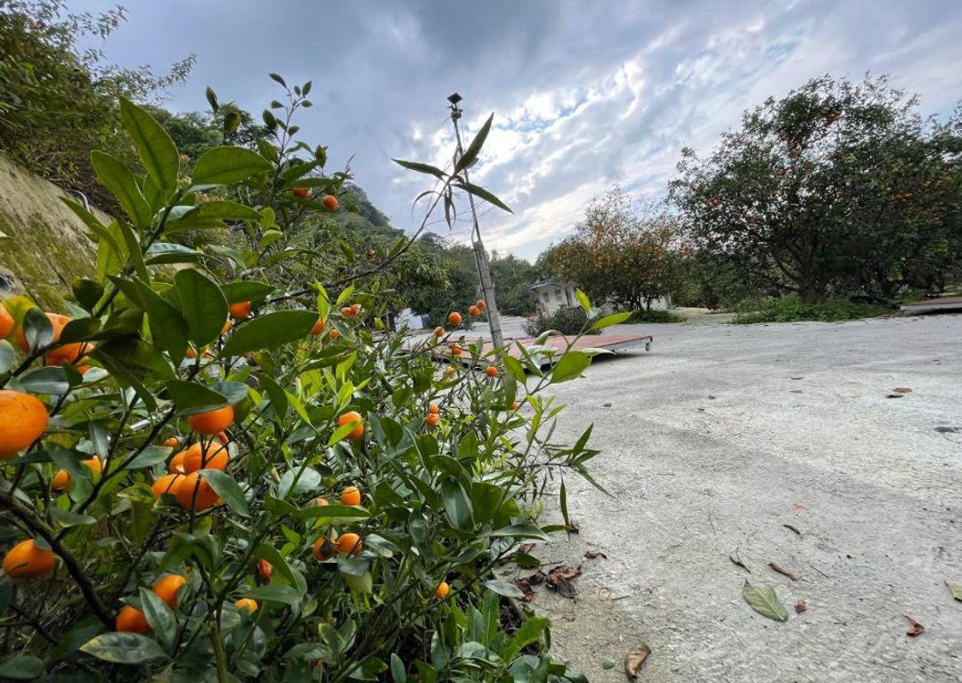 彩虹星光農園露營區｜冬季採果體驗、唯美落羽松步道、親子草地營位