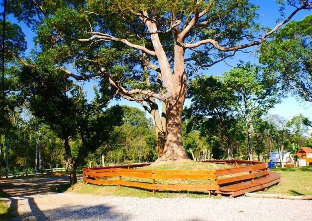 Tree Talk Xingqing