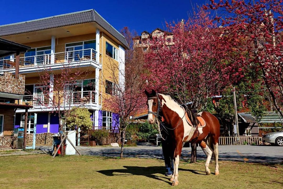 南投縣-清境依默騎馬度假莊園 | 南投2-6人獨棟木屋 | 主題房型 | 烤肉 |