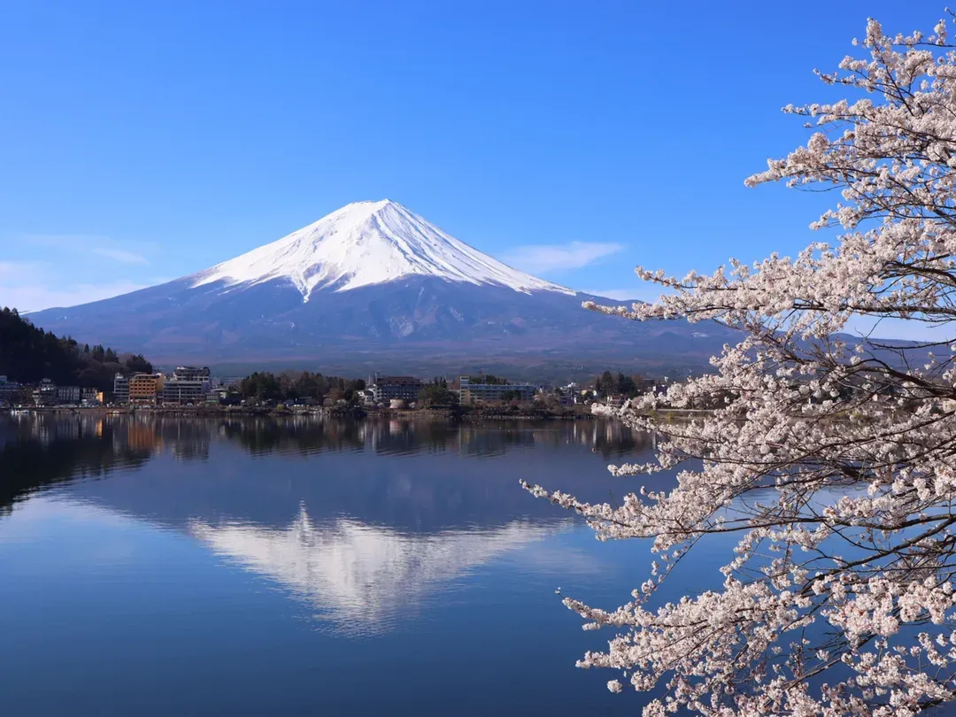 残雪の富士山を背景に、桜並木を楽しめる河口湖スポットも！