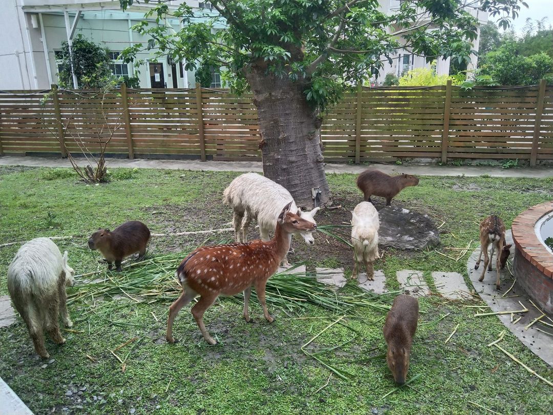 富田远山林舍｜水豚君、草泥马、梅花鹿喂食体验