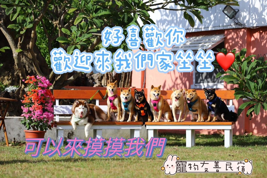 八柴哈哈寵物友善民宿-2