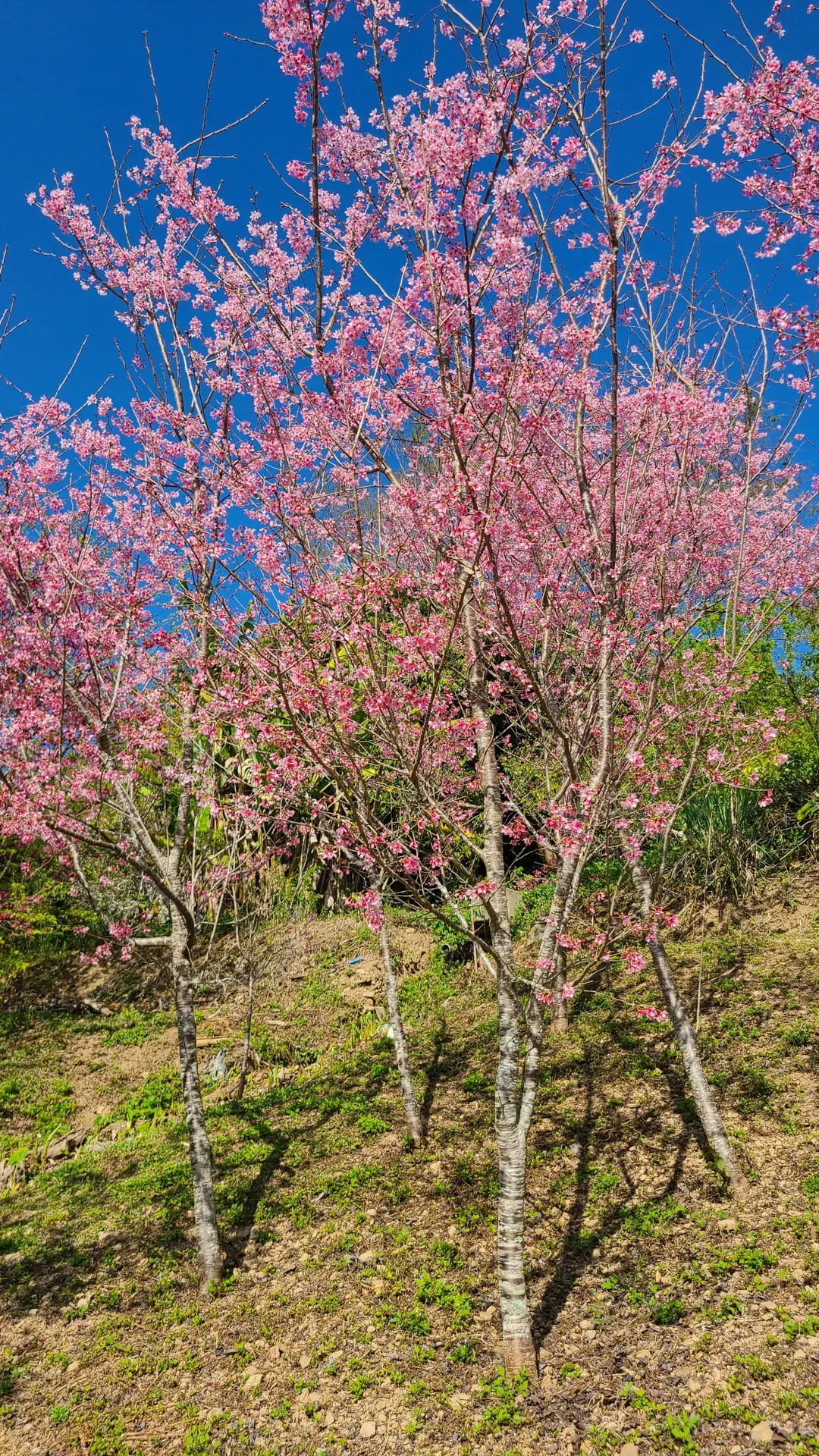 山林间－露营.旅居 | 原住民部落、生活机能便利
