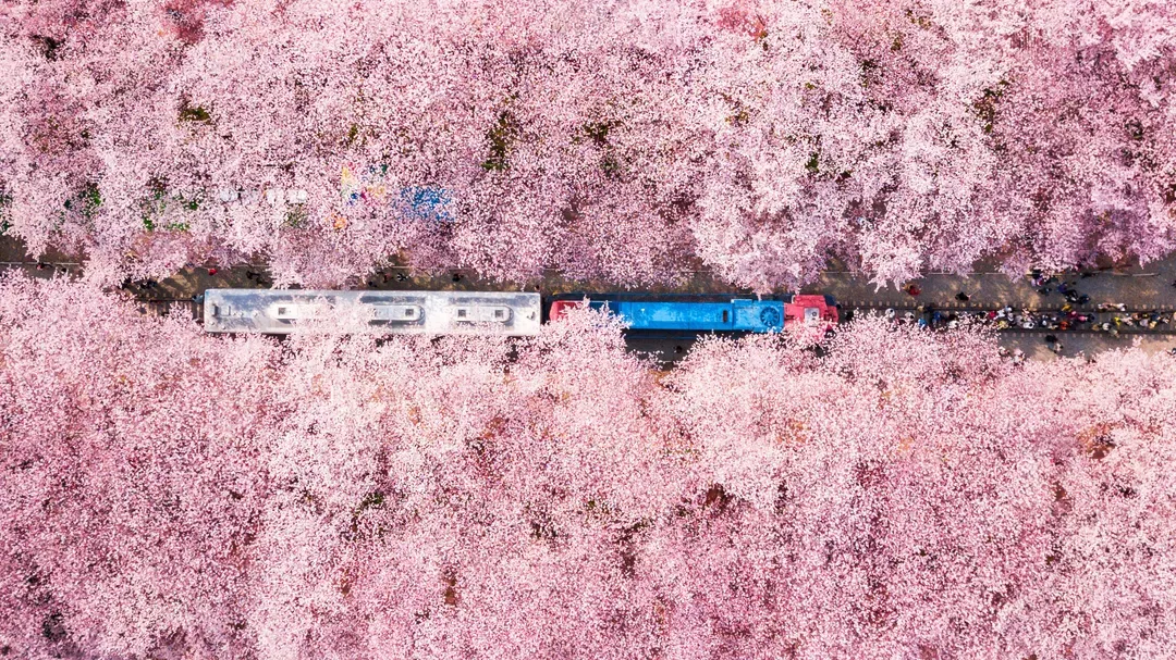 慶和站櫻花道