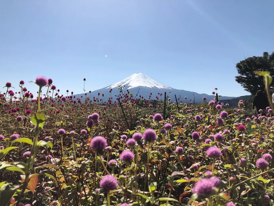 【富士山經典一日遊】大石公園．富士五合目．忍野八海｜中英文領隊｜東京/新宿出發-5