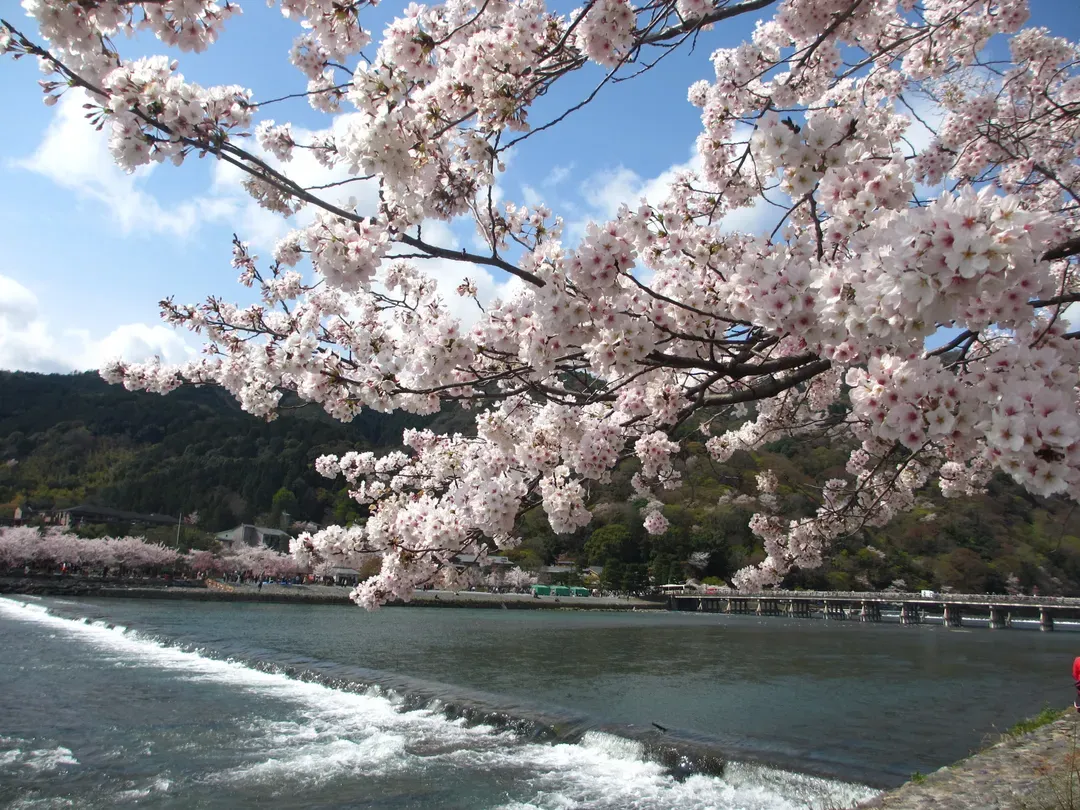【京都一日遊】<BF>嵐山天龍寺.金閣寺.伏見稻荷大社|含中・英・韓語音導覽-7