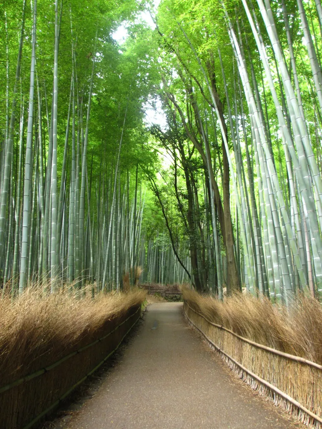 【京都一日遊】<BF>嵐山天龍寺.金閣寺.伏見稻荷大社|含中・英・韓語音導覽-5