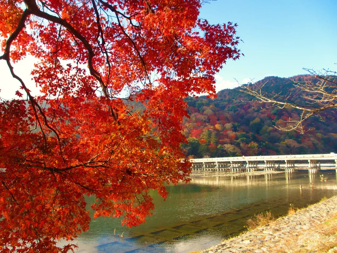【京都一日遊】<BF>嵐山天龍寺.金閣寺.伏見稻荷大社|含中・英・韓語音導覽-6