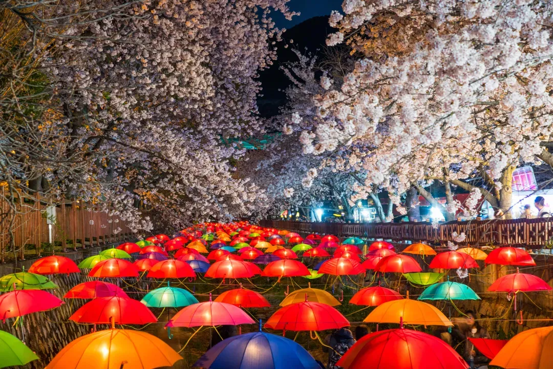 *夜櫻行程限定