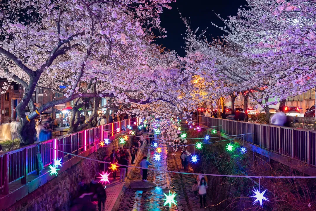 *夜櫻行程限定
