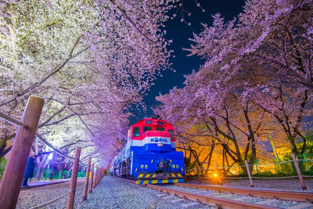 *夜櫻行程限定