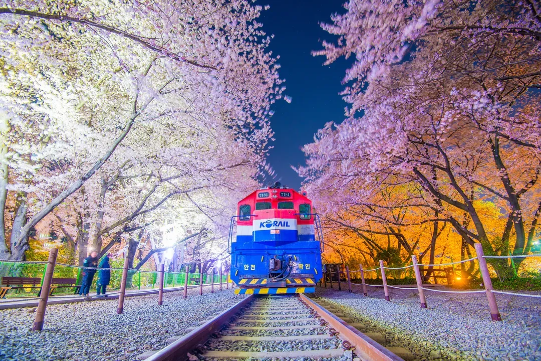 *夜櫻行程限定