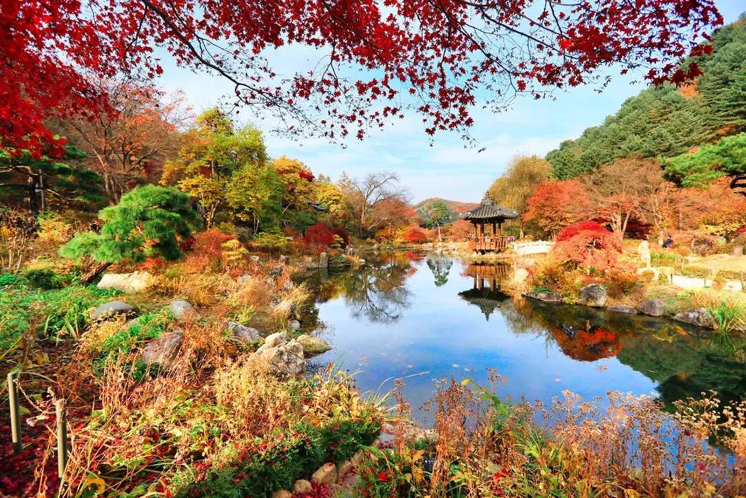晨靜樹木園-秋景