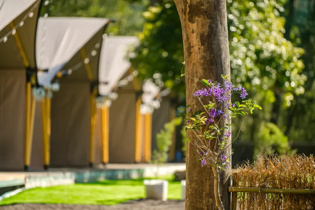 Grow Tree Glamping