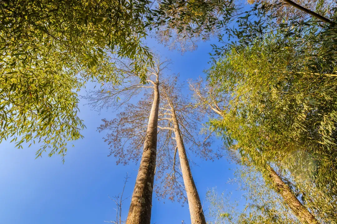 Grow Tree Glamping