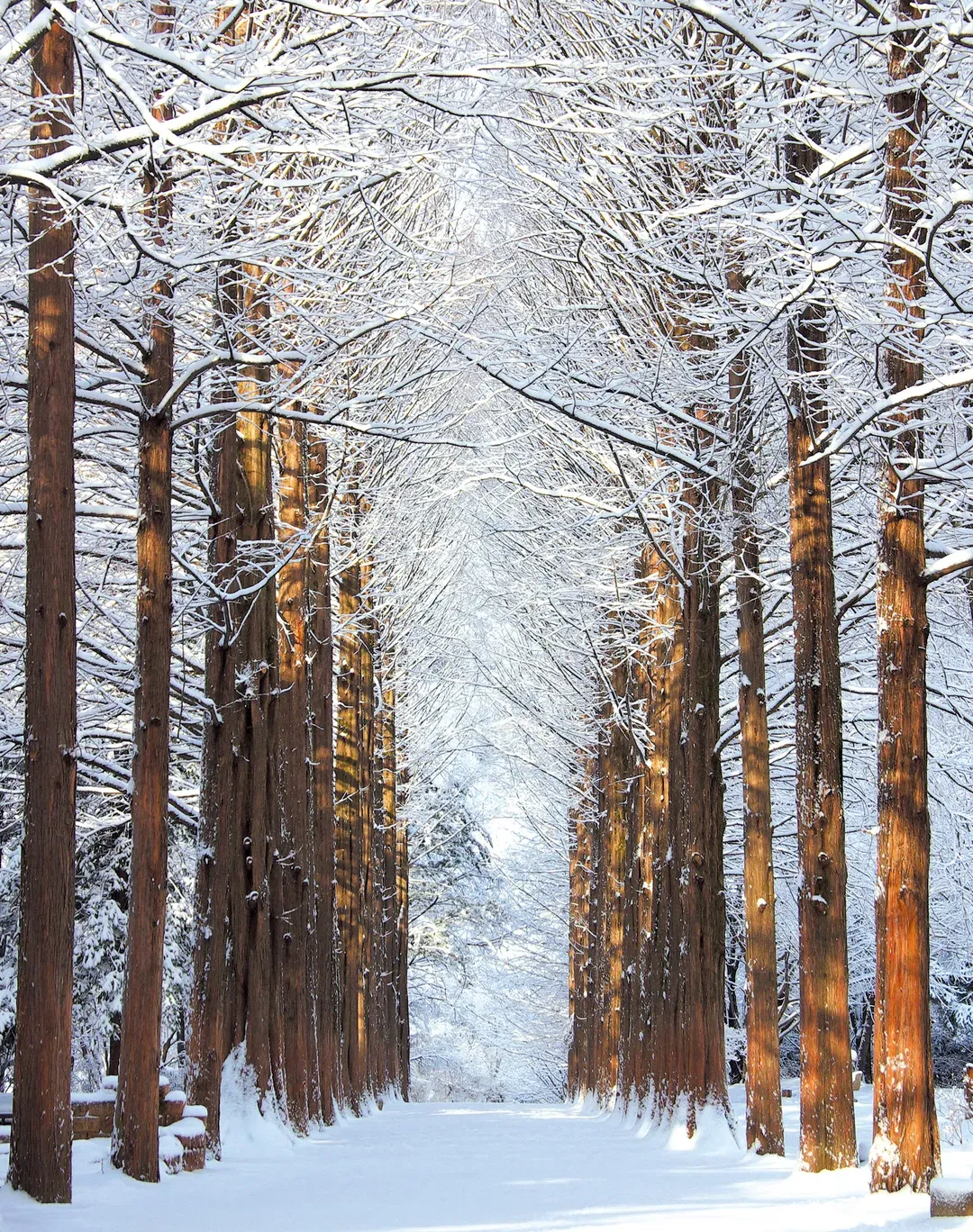 南怡島-雪景